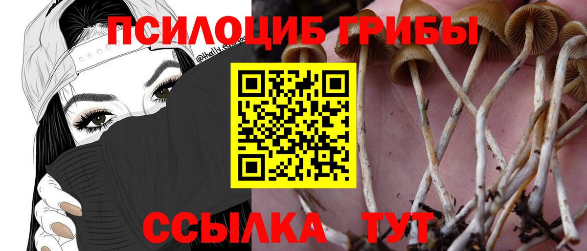 Галлюциногенные грибы Cubensis  Шарыпово  купить   Галлюциногенные грибы прущие грибы 